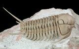 Spectacular Cyrtometopus Trilobite From Russia - (Clearance Price) #51332-1